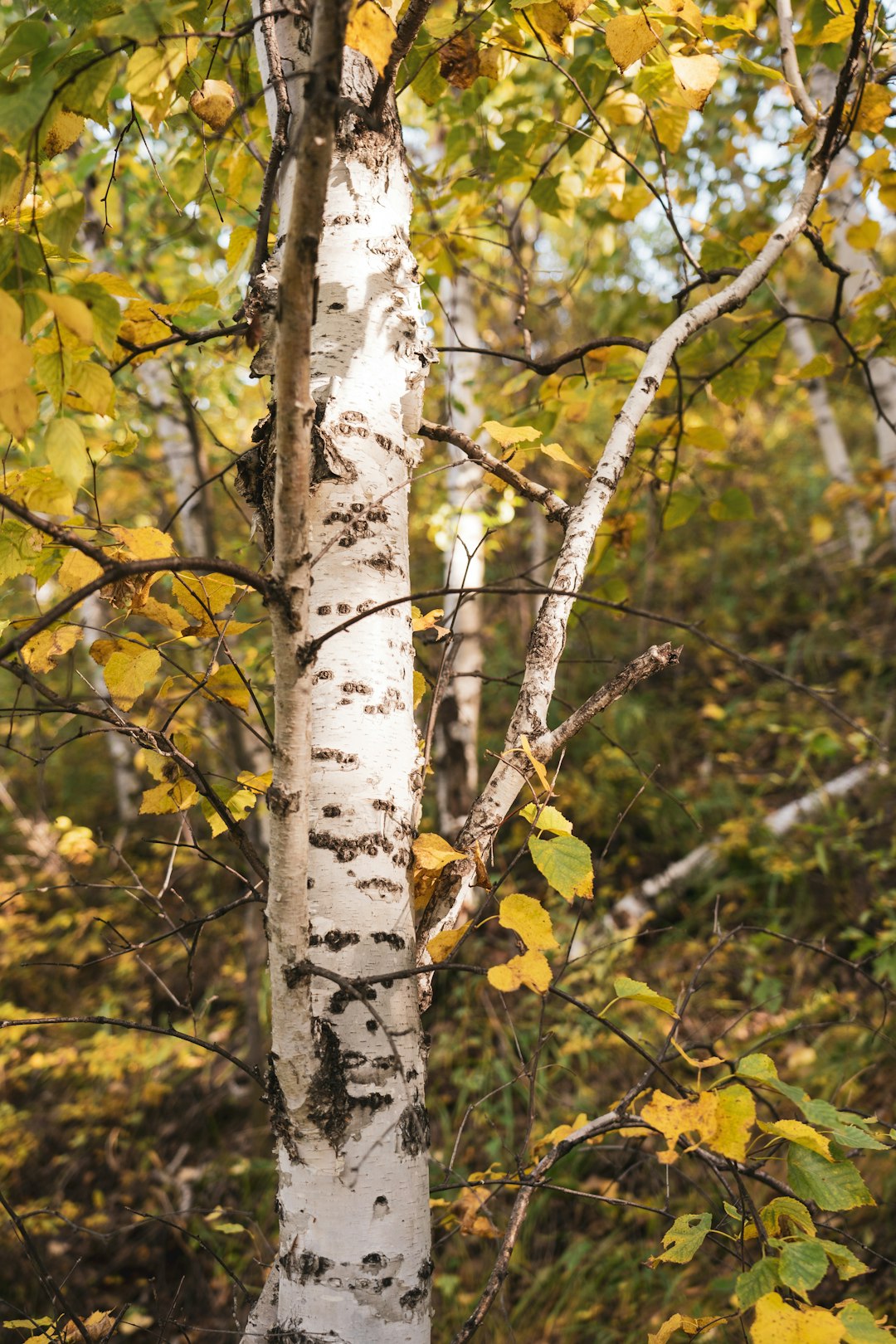 Aershan Travel Guide